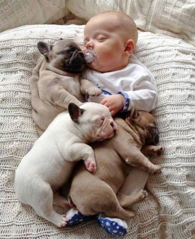 bébé entouré de chiens